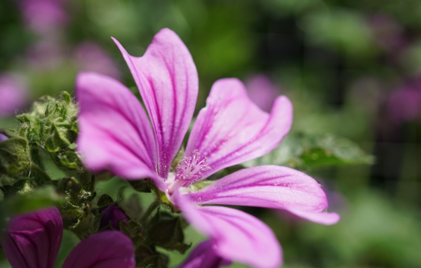 Розовый цветок мальва крупным планом  на клумбе