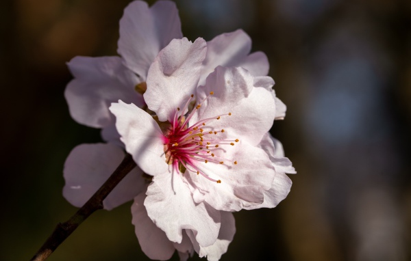 Розовый цветок персика крупным планом