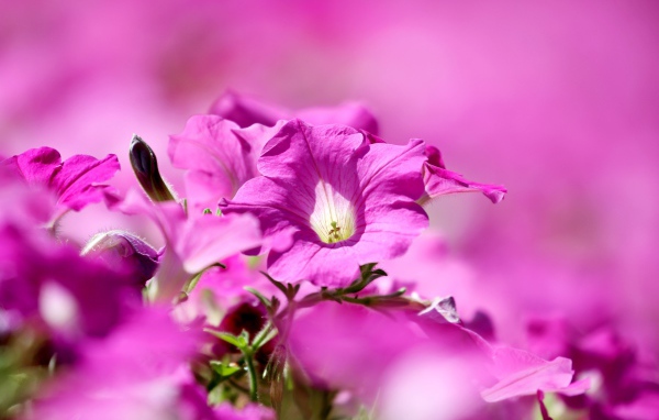 Розовые цветы петуния крупным планом 