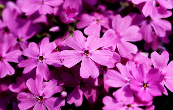 Розовые цветы флоксы крупным планом в лучах солнца 