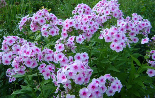 Розовые цветы флокса с зелеными листьями на клумбе