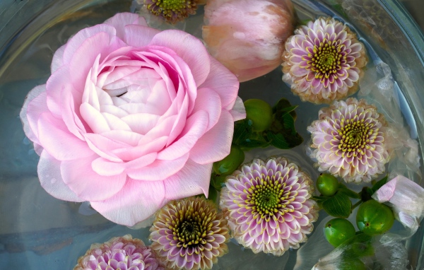 Розовая роза с хризантемами в воде