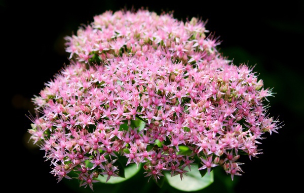 Розовые мелкие цветы Хилотелефиум на черном фоне