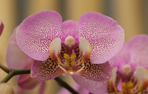 Розовый пятнистый цветок орхидеи крупным планом 