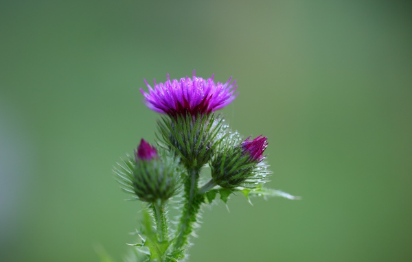 Розовый цветок чертополоха с бутонами на зеленом фоне