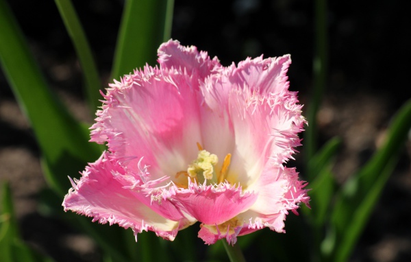 Розовый тюльпан с пышными лепестками