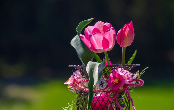 Розовые тюльпаны в железной корзинке крупным планом