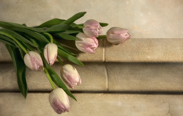 Розовые тюльпаны лежит у стены