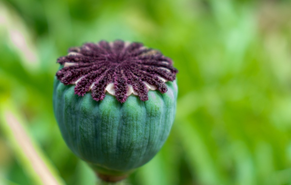 Маковая коробочка крупным планом 