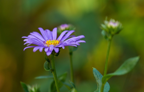Фиолетовый цветок астры с бутонами 