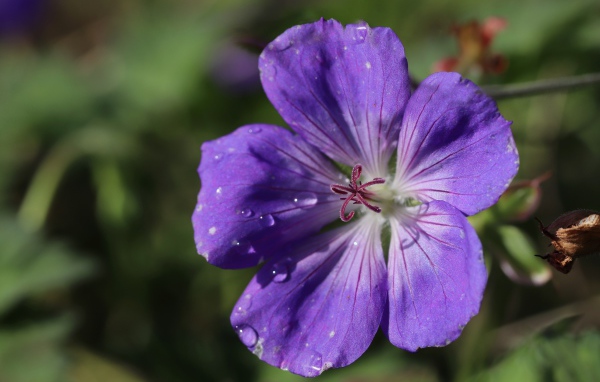 Фиолетовый  красивый цветок герани крупным планом