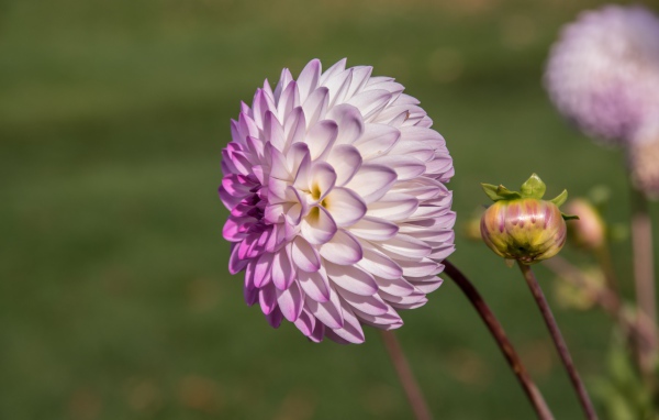 Фиолетовый цветок георгина с бутоном на клумбе