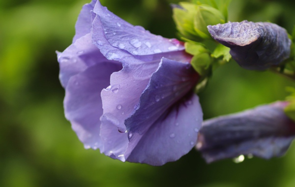 Фиолетовые цветы лаватера в каплях дождя
