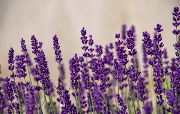 Фиолетовые цветы лаванды на сером фоне