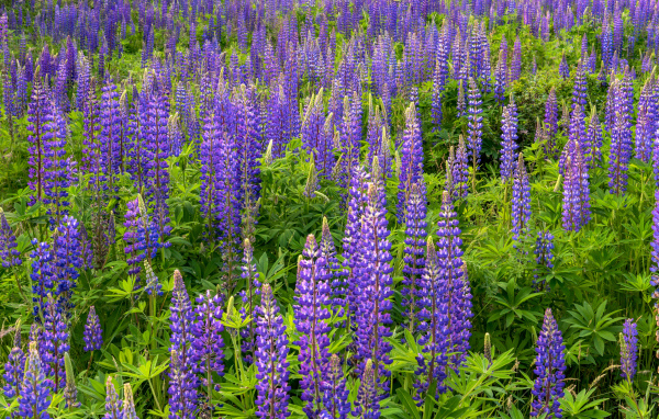 Фиолетовые цветы люпина с зелеными листьями на поле 