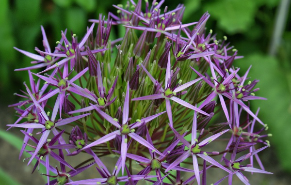 Фиолетовые цветы персидского лука