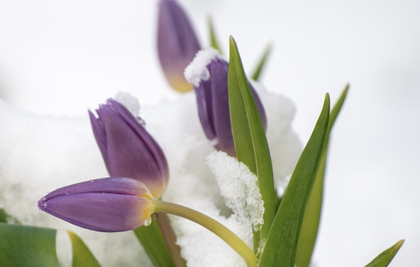 Фиолетовые тюльпаны в снегу