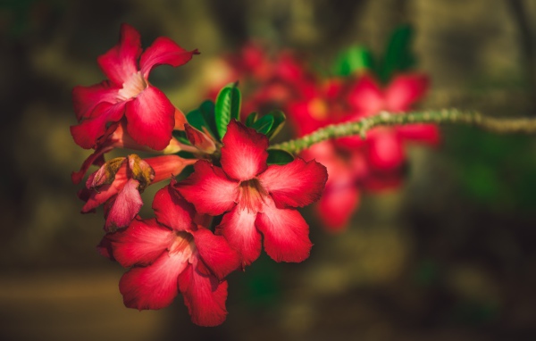 Красные цветы Адениум крупным планом 