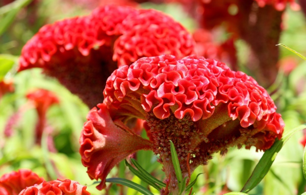 Красный цветок целозия крупным планом 