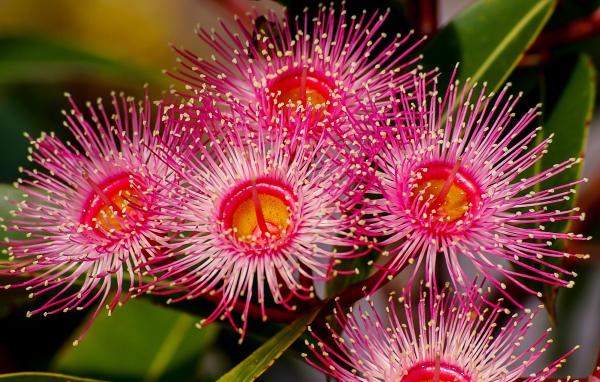 Красные цветы эвкалипта крупным планом