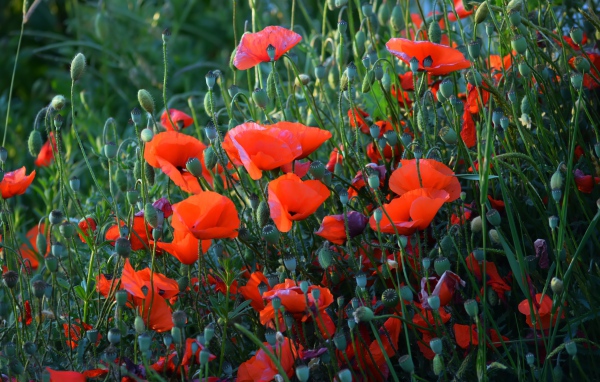 Красные полевые маки с бутонами летом