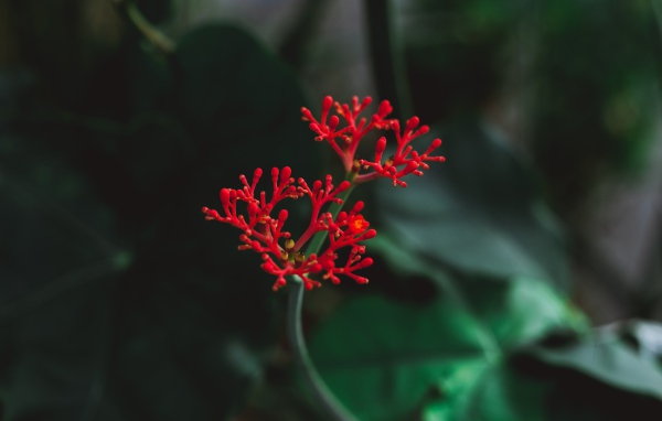 Красный цветок крупным планом