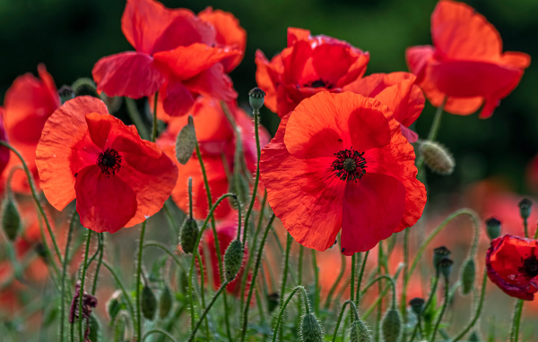 Красные цветы мака с бутонами на поле 