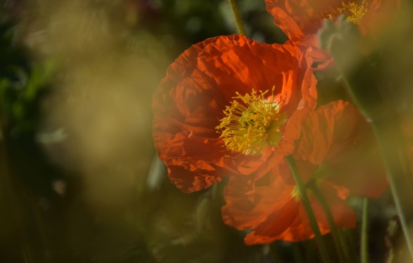 Красный мак в тумане на клумбе 