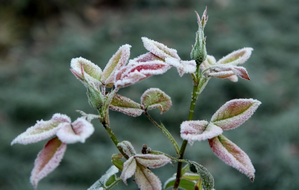 Бутоны роз в холодном инее на клумбе