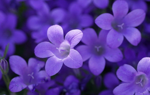 Маленькие синие колокольчики крупным планом