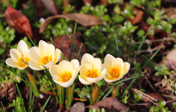 Маленькие белые крокусы с желтой серединкой 
