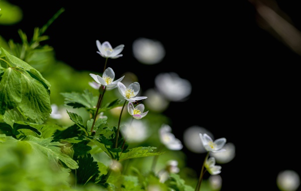 Мелкие белые лесные цветы анемона 