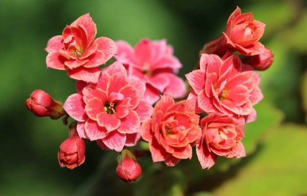 Сочные розовые цветы каланхоэ