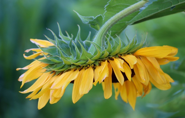 Подсолнух с желтыми лепестками опущен вниз 