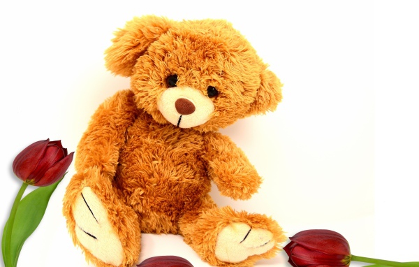 Медвежонок Тедди  с тюльпанами на белом фоне