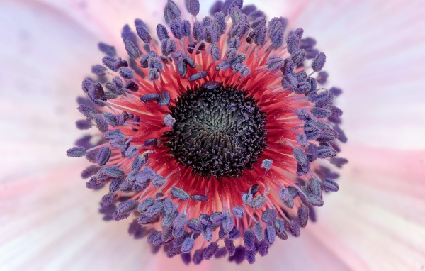 Середина цветка розовой анемоны 