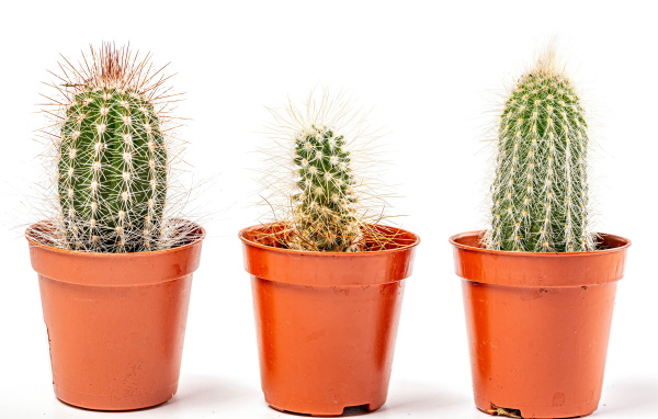 Три колючих кактуса на белом фоне 