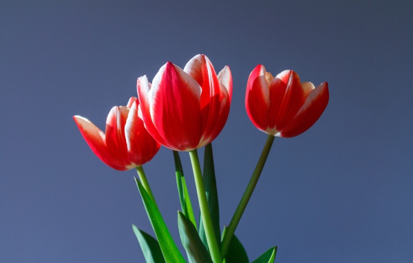 Три красных тюльпана на сером фоне