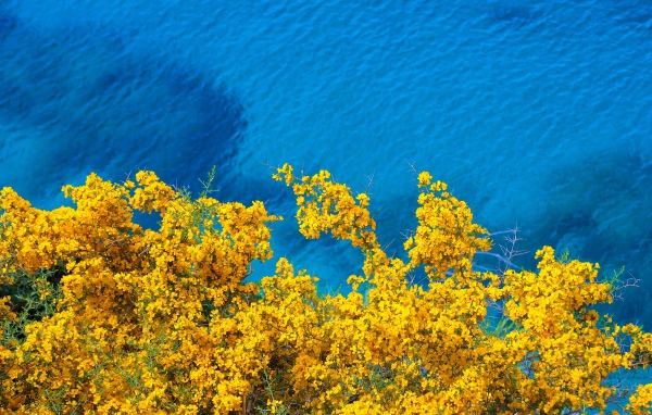 Дерево с желтыми цветами над голубой водой