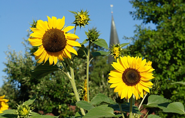 Два распустившихся цветка подсолнуха с бутонами