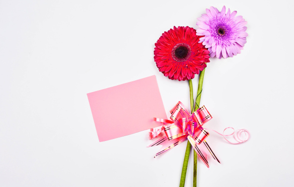 Два цветка герберы на столе с бантом и листом бумаги