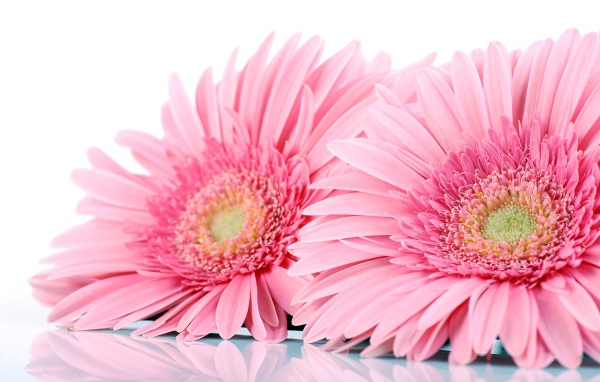 Два розовых цветка герберы на белом фоне