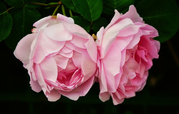 Two pink rose flowers close up