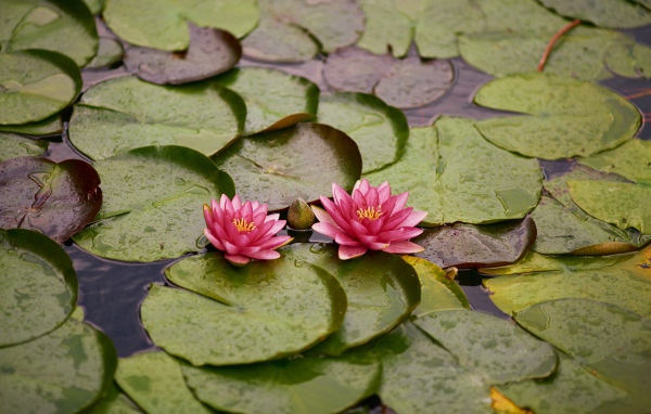 Две розовые водяные лилии с бутонами и зелеными листьями в пруду 