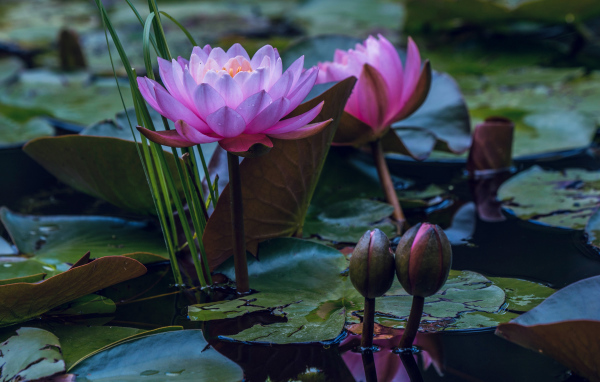 Два розовых цветка водяной лилии с бутонами в воде