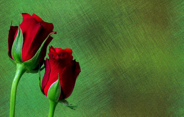 Две красные английские розы на зеленом фоне