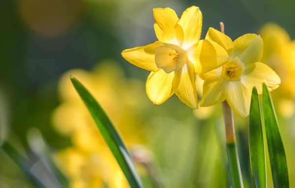 Two tender spring daffodils in a flower bed