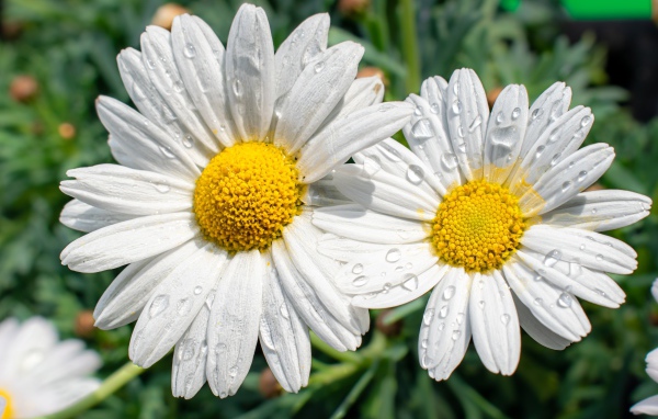 Две белые ромашки в каплях росы на клумбе