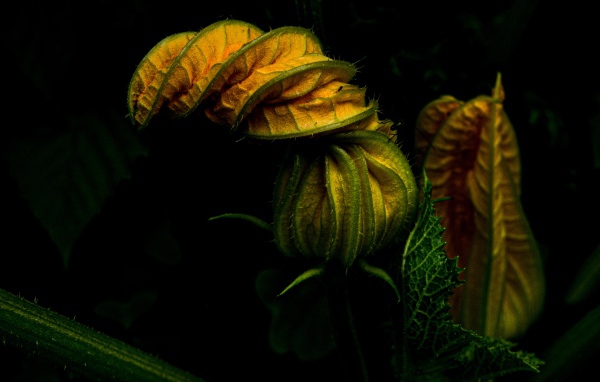 Нераспустившийся цветок тыквы на черном фоне