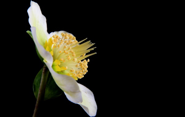 Белый цветок анемоны боком на черном фоне 